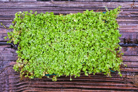 BUY 2 GET 1 FREE Plants on Mats! Monte Carlo (Micranthemum Tweediei) on Weighted Mat