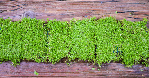 BUY 2 GET 1 FREE Plants on Mats! Monte Carlo (Micranthemum Tweediei) on Weighted Mat