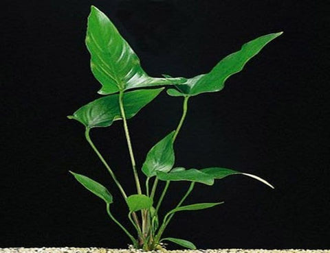 BUY 2 GET 1 FREE Large Anubias Hastifolia