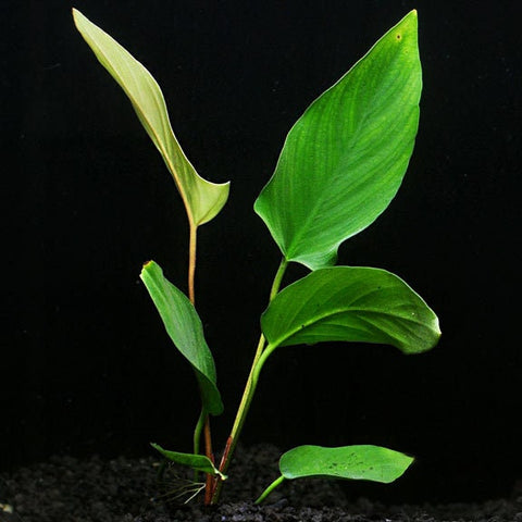 BUY 2 GET 1 FREE Large Anubias Hastifolia