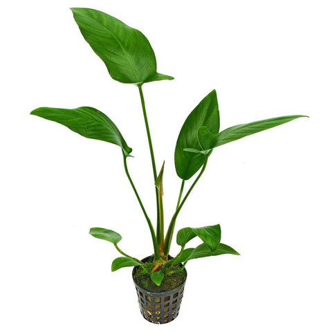 BUY 2 GET 1 FREE Large Anubias Hastifolia