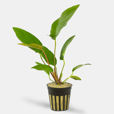 BUY 2 GET 1 FREE Large Anubias Hastifolia