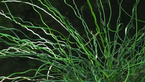BUY 2 GET 1 FREE Corkscrew Rush! (Juncus Effusus Spiralis)-Live Aquatic Marginal Starter Plant for Water Gardens, Ponds and Aquascapes