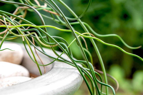 BUY 2 GET 1 FREE Corkscrew Rush! (Juncus Effusus Spiralis)-Live Aquatic Marginal Starter Plant for Water Gardens, Ponds and Aquascapes