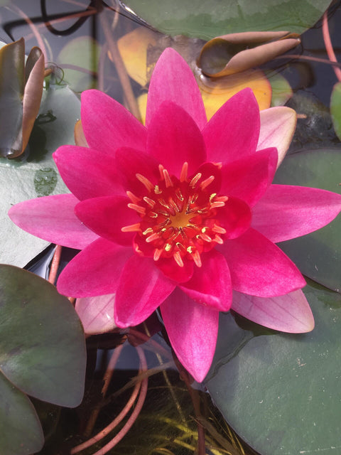 Pygmaea 'Xue Fei' Water Lily (Full Grown Plant)