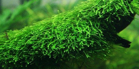 BUY 2 GET 1 FREE Java Moss (Vesicularia Dubyana)