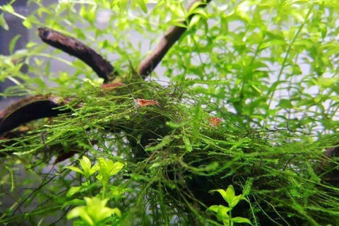BUY 2 GET 1 FREE Java Moss (Vesicularia Dubyana)