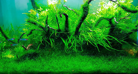 BUY 2 GET 1 FREE Java Moss (Vesicularia Dubyana)