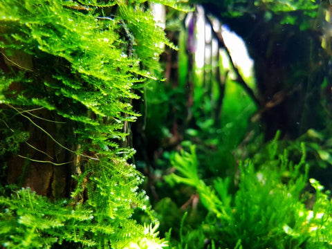 BUY 2 GET 1 FREE Java Moss (Vesicularia Dubyana)