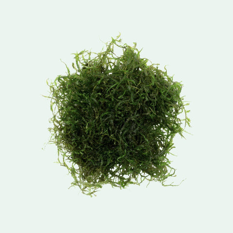 BUY 2 GET 1 FREE Java Moss (Vesicularia Dubyana)