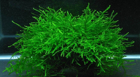BUY 2 GET 1 FREE Java Moss (Vesicularia Dubyana)