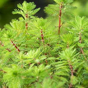 BUY 2 GET 1 FREE Dwarf Red Stem Parrot Feather! (Myriophyllum aquaticum)