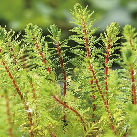 BUY 2 GET 1 FREE Dwarf Red Stem Parrot Feather! (Myriophyllum aquaticum)