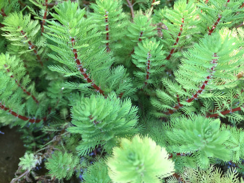 BUY 2 GET 1 FREE Dwarf Red Stem Parrot Feather! (Myriophyllum aquaticum)