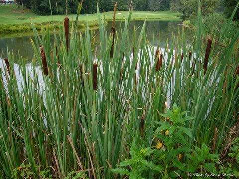 Cattail (Typha Latifolia)