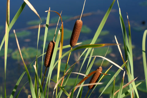 Cattail (Typha Latifolia)