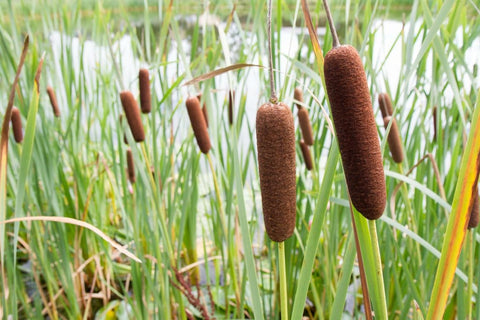 Cattail (Typha Latifolia)