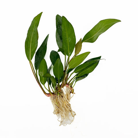 BUY 2 GET 1 FREE Anubias Frazeri (Large)