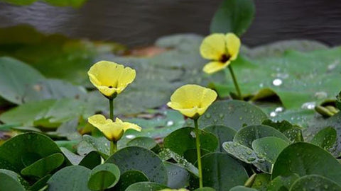 BUY 2 GET 1 FREE Water Poppy (Hydrocleys nymphoides)