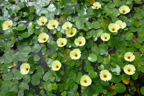 BUY 2 GET 1 FREE Water Poppy (Hydrocleys nymphoides)