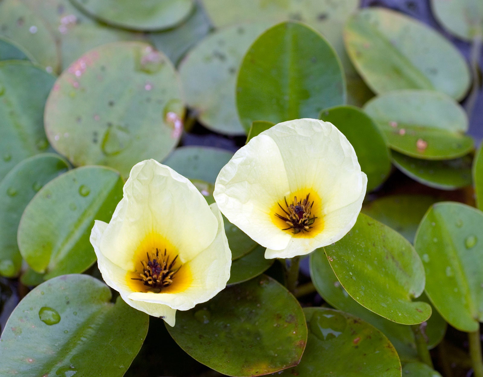Florida Aquascaping Water Poppy - Thumbnail 5