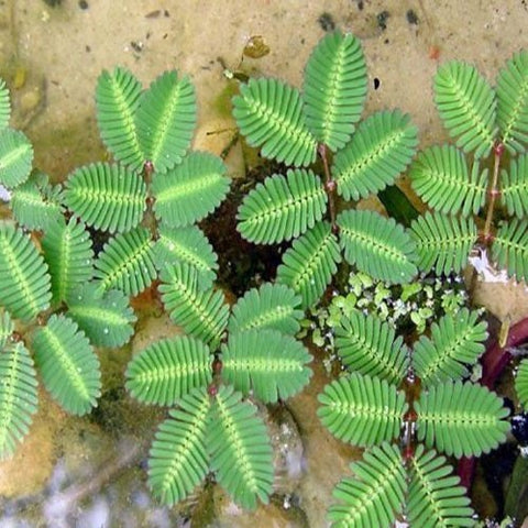 BUY 2 GET 1 FREE Sensitive Plant! (Neptunia Aquatica)