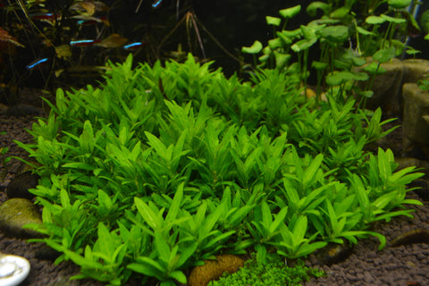 BUY 2 GET 1 FREE Staurogyne Repens