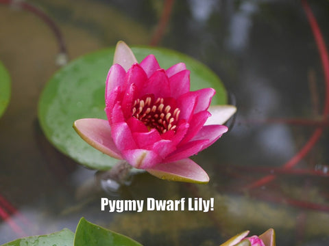 Pygmaea 'Xue Fei' Water Lily (Full Grown Plant)
