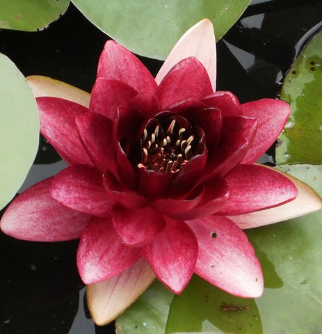 Pygmaea 'Xue Fei' Water Lily (Full Grown Plant)
