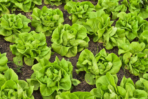 Butter King Lettuce Seedling