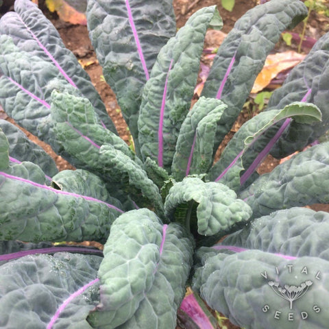 Kale- Dazzling Blue Seedling