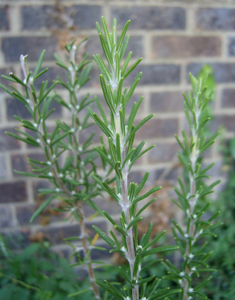 Rosemary Seedling