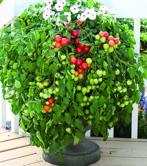 Cherry Falls tomato Seedling