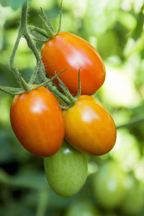 Paste Plum Roma Hybrid Tomato Seedling