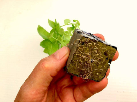 Paste Plum Roma Hybrid Tomato Seedling