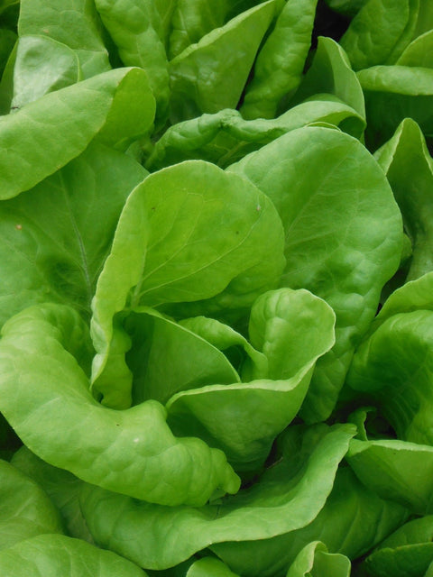 Butter King Lettuce Seedling