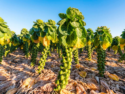 Brussels Sprouts Seedling