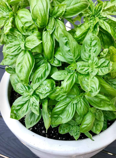 Basil Seedling