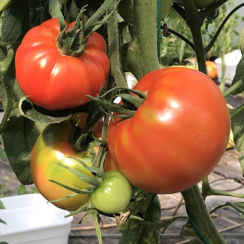 Scarlett Topper Prichard Tomato Seedling