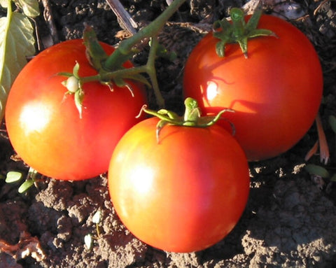 Scarlett Topper Prichard Tomato Seedling