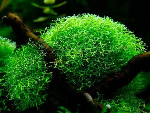 bright green Riccia fluitans on driftwood in planted aquarium aquascape