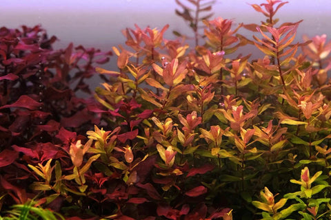 BUY 2 GET 1 FREE Rotala Macrandra