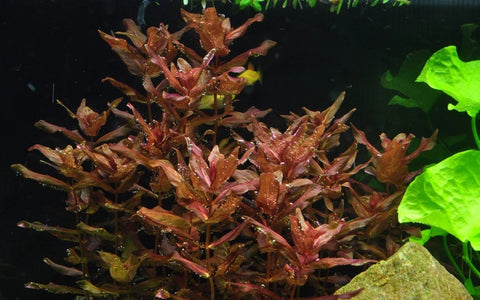BUY 2 GET 1 FREE Rotala Macrandra
