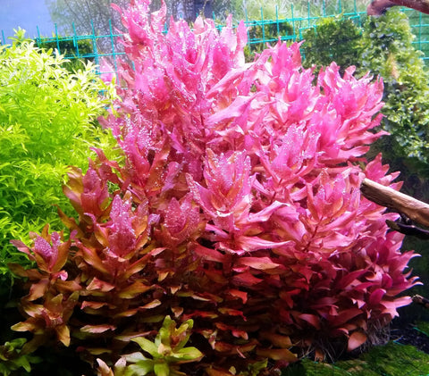 BUY 2 GET 1 FREE Rotala Macrandra