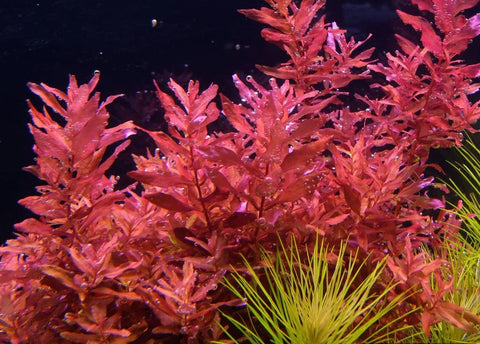 BUY 2 GET 1 FREE Rotala Macrandra