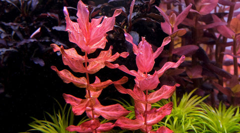 BUY 2 GET 1 FREE Rotala Macrandra