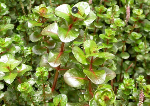 BUY 2 GET 1 FREE Rotala Macrandra