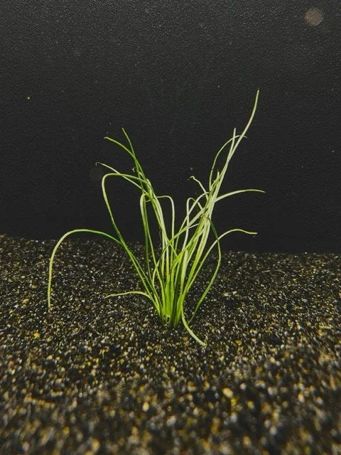 BUY 2 GET 1 FREE Micro Sword - Narrowleaf (Lilaeopsis novae-zelandiae) -Easy Live Aquarium Pond Aquatic Plant