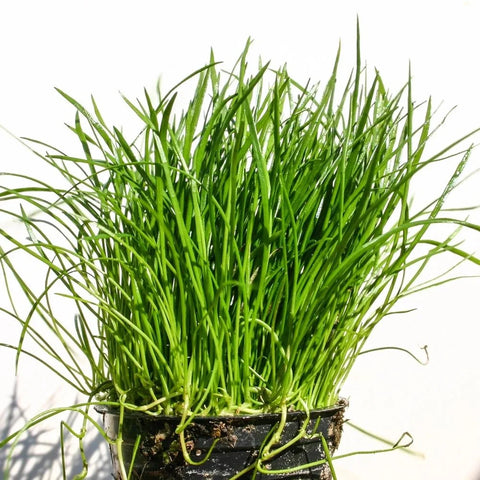 BUY 2 GET 1 FREE Micro Sword - Narrowleaf (Lilaeopsis novae-zelandiae) -Easy Live Aquarium Pond Aquatic Plant