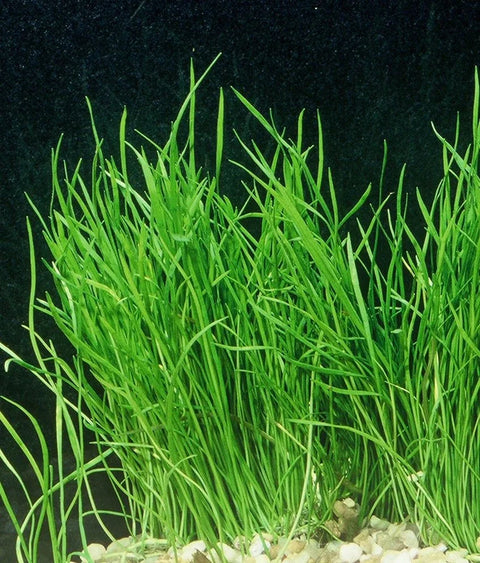 BUY 2 GET 1 FREE Micro Sword - Narrowleaf (Lilaeopsis novae-zelandiae) -Easy Live Aquarium Pond Aquatic Plant